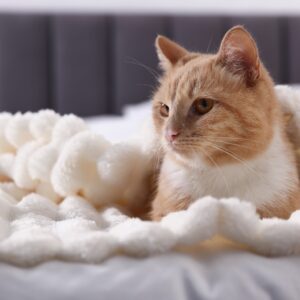 cat bed icon