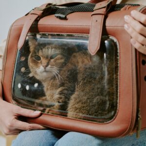 cat carrier icon