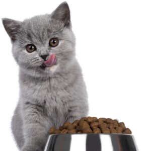 cat food icon
