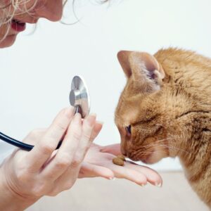 cat medication icon