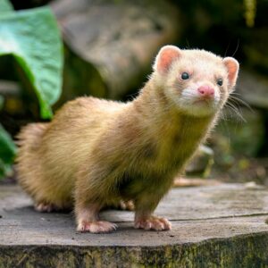 Ferret icon