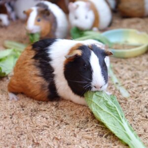 Guinea Pig icon