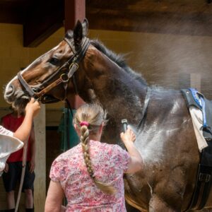 Horse care and grooming