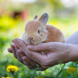 rabbit icon