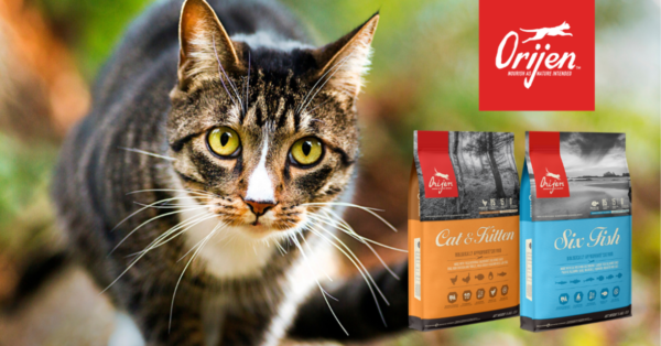 Orijen Cat & Kitten