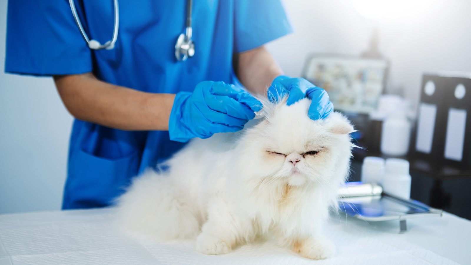 A cat being checked over by a vet in a consulting room