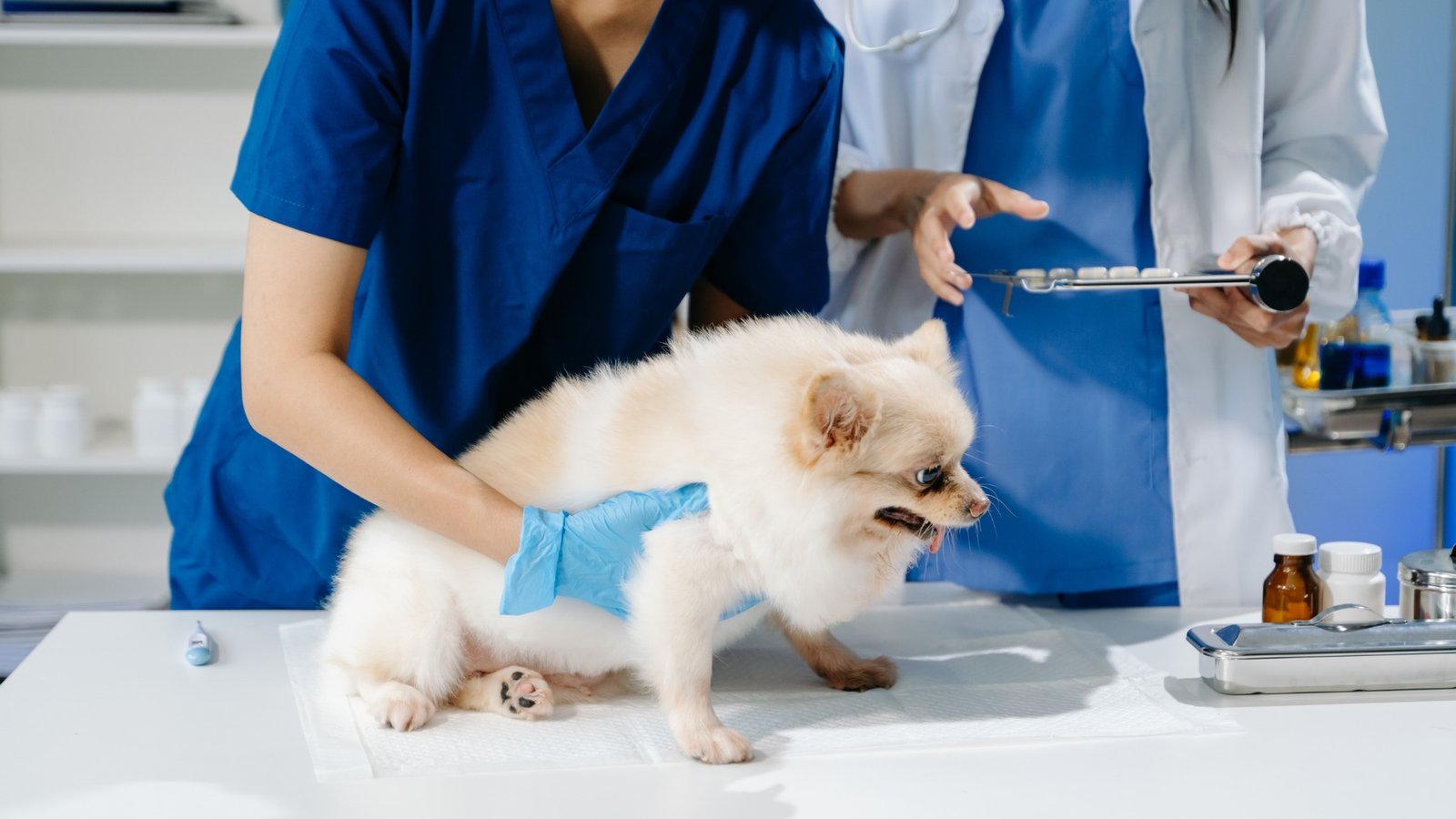 Veterinary staff at Farm Vet Services examining a small dog on the practice exam table