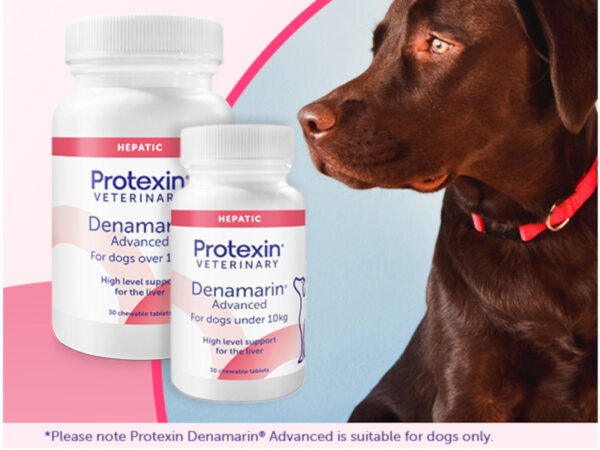 Denamarin Advanced Dogs