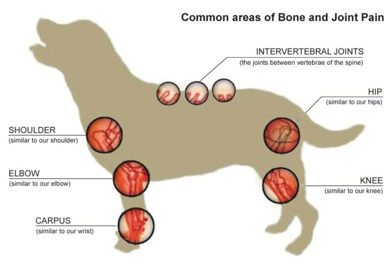 Arthritis in Dogs