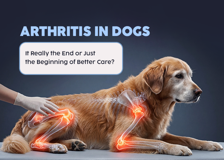 Arthritis in Dogs