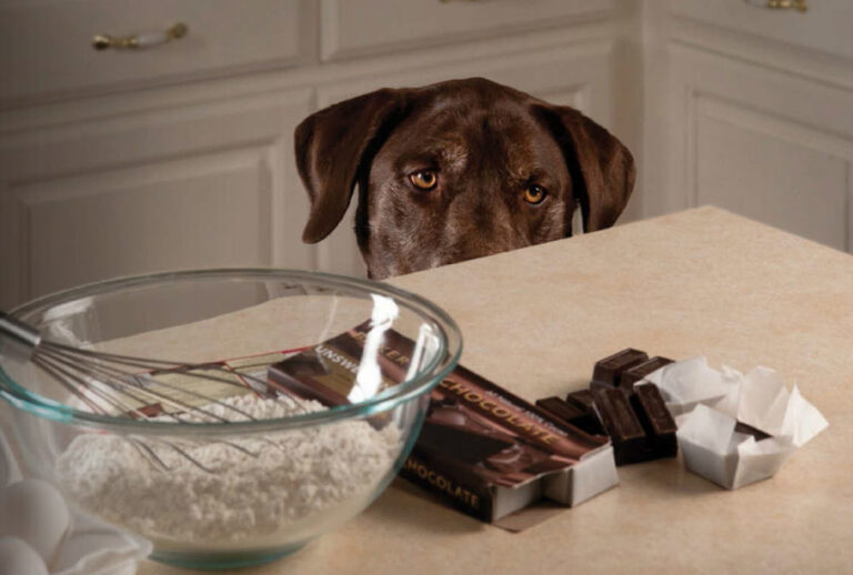 Chocolate poisoning