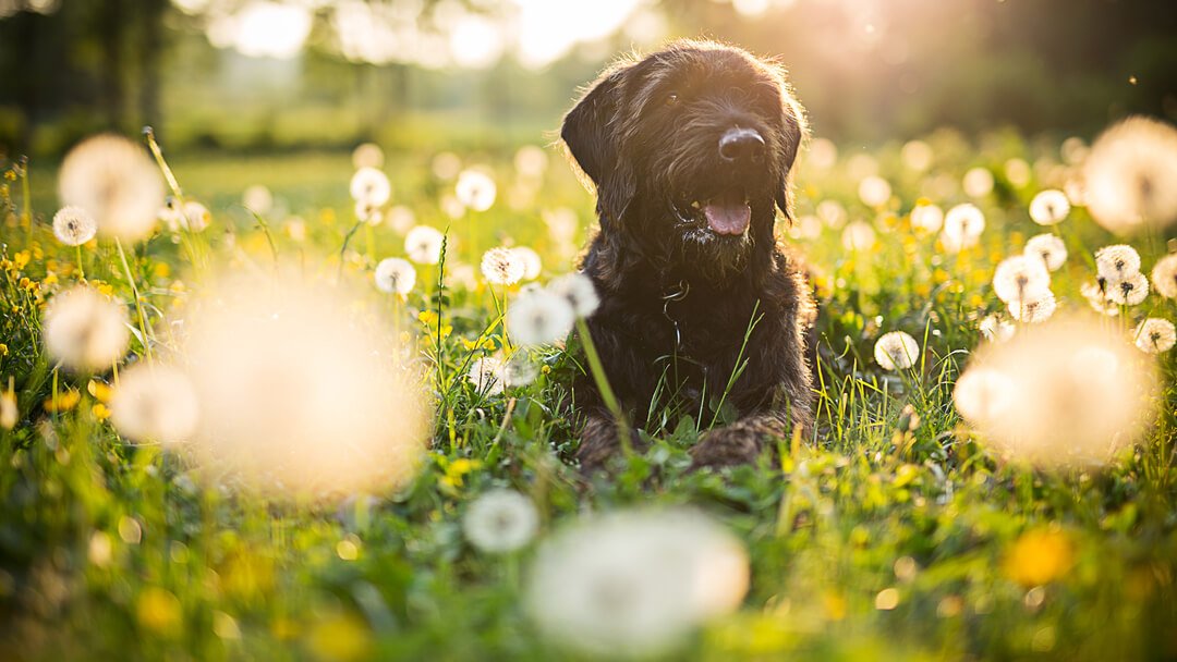 dog in field of grass