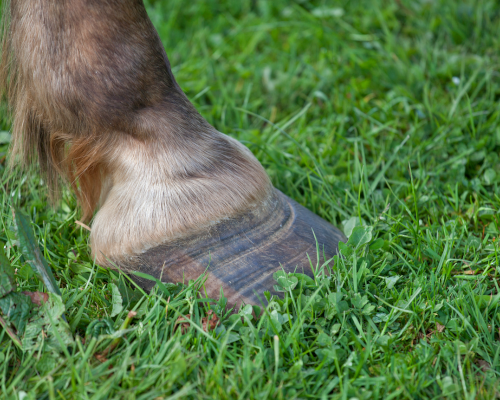 Laminitis in Horses