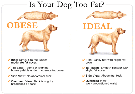 Obesity