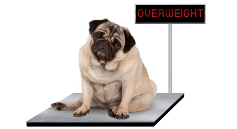 Obesity