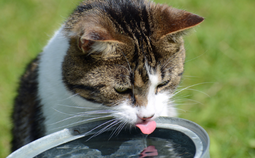 Large cat drinks water