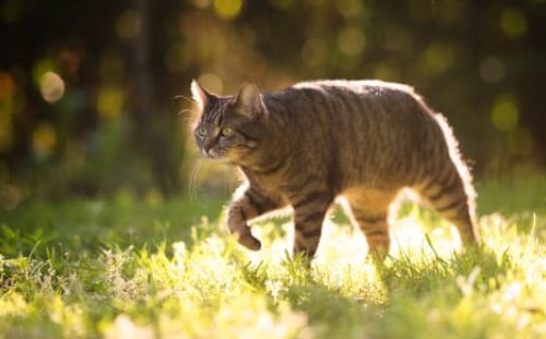 Cat limping in the garden