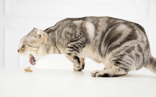 Cat vomiting on the ground