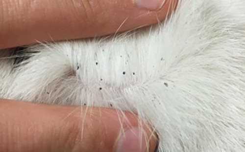 Cat getting checked for fleas