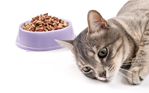 Cat not eating its food