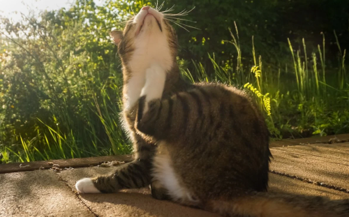 Cat scratching itself in garden