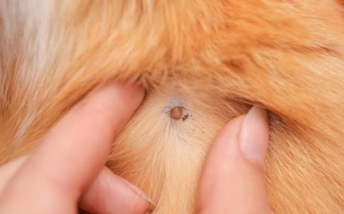 Cat getting checked for ticks