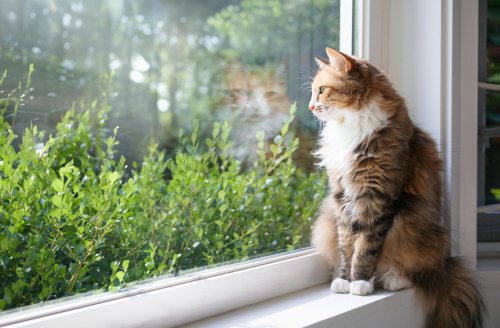 Cat looking out the window