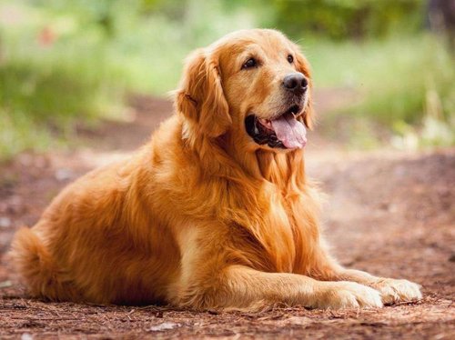 Dog with healthy coat outdoors