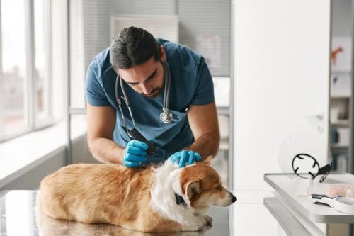 Dog being examined by a friendly vet