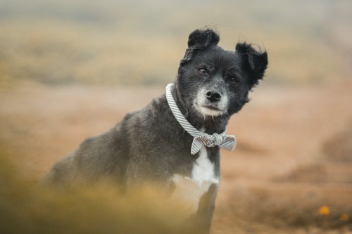 Dog sitting outdoors looking alert