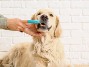 Dental Care Matters