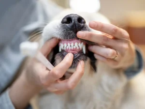 Dental Care Matters