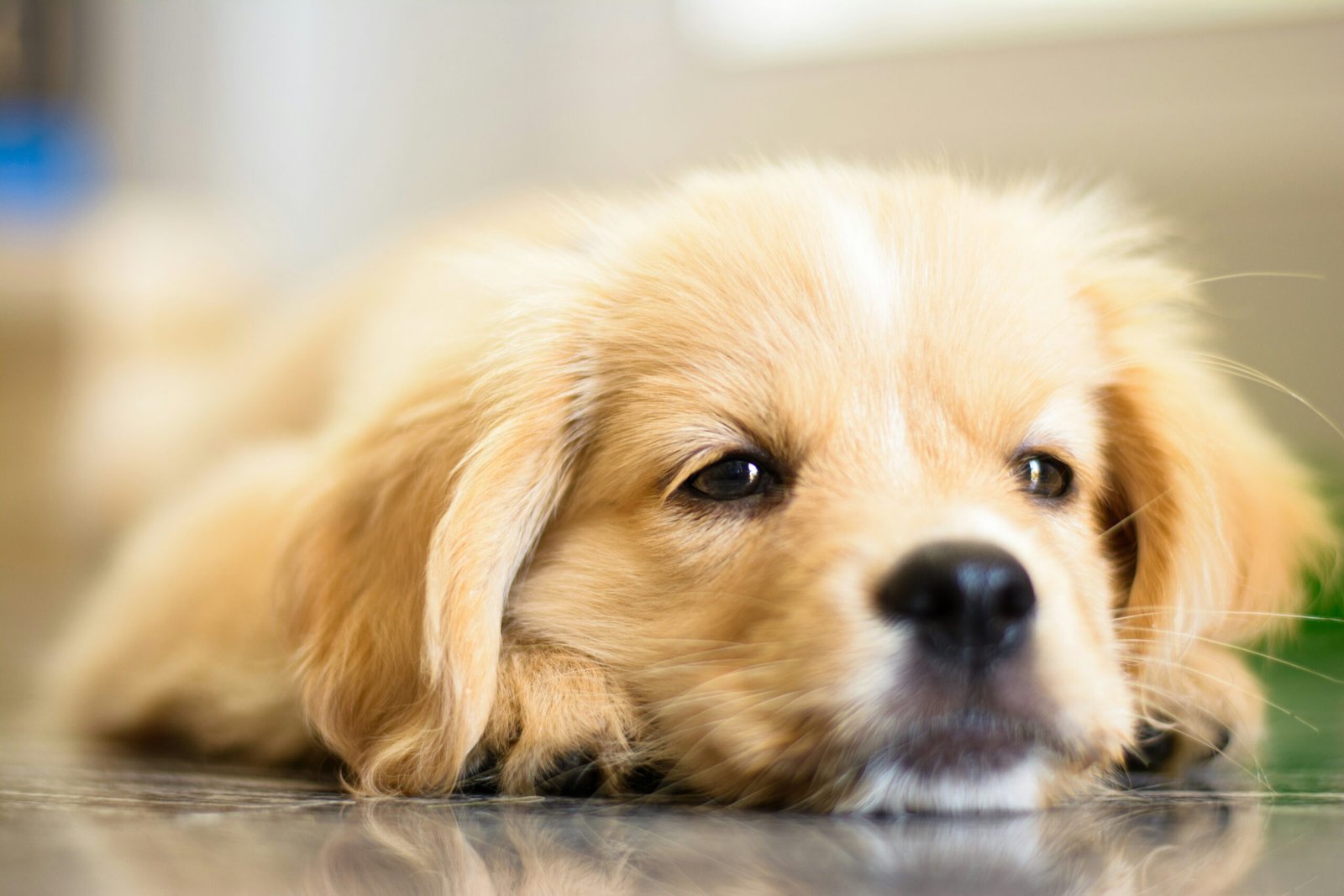 Unhappy Dog