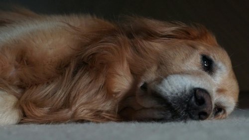 Dog resting indoors looking subdued