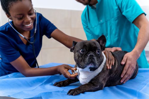 Dog being examined by a vet