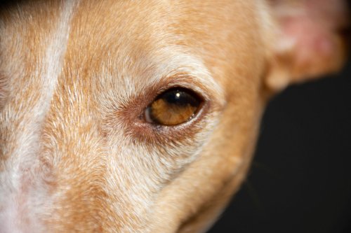 Dogs eyes