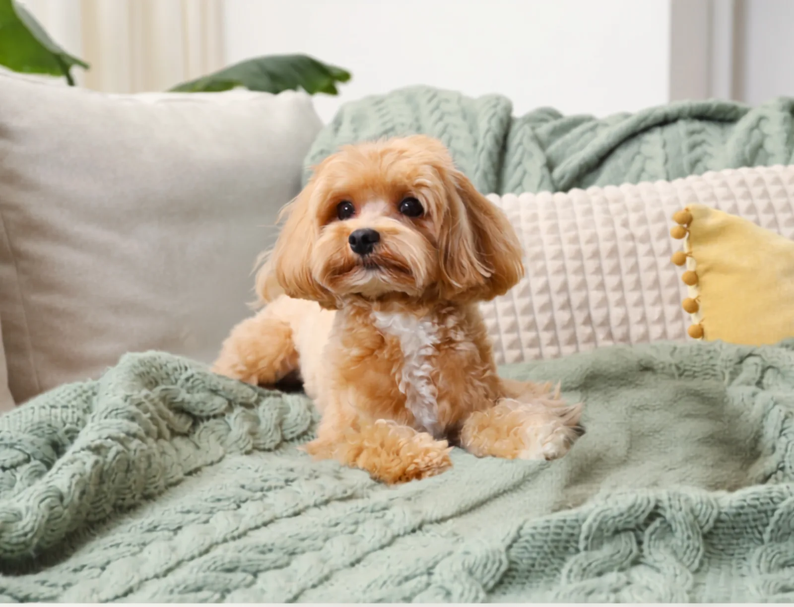 Pet Med Direct hero dog