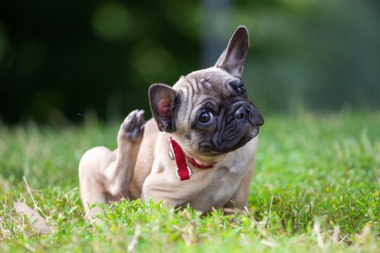 Dog scratching ears