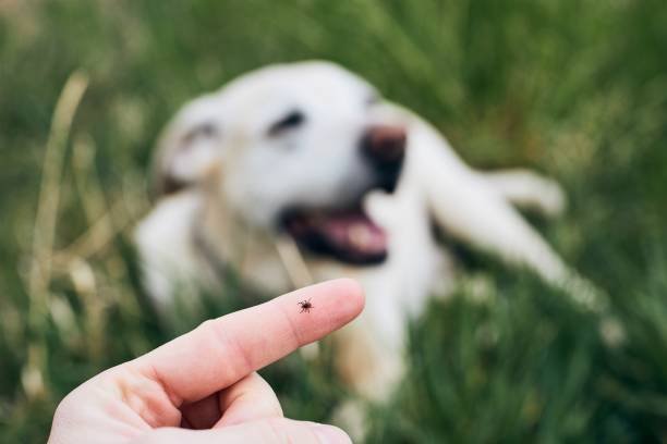 dog with ticks