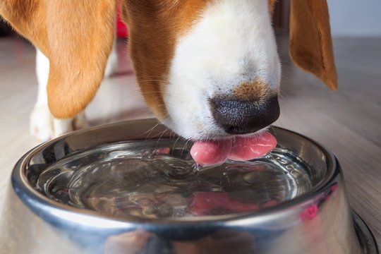 dog drinking water