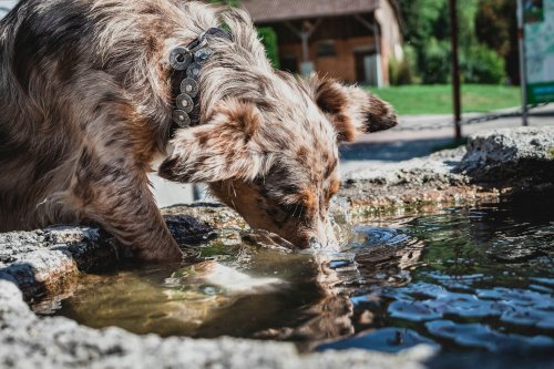Dog drinking water
