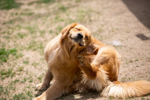 Dog with floppy ears scratching its ear outdoors