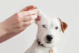 ear infection in dogs