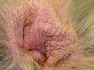ear infection in dogs