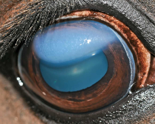 Eye Problems in Horses
