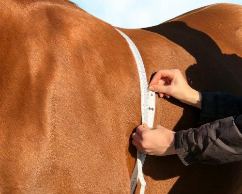 Why Is My Horse Losing Weight