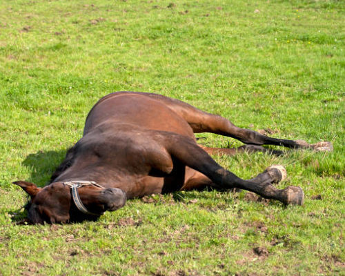Signs of Colic in Horses