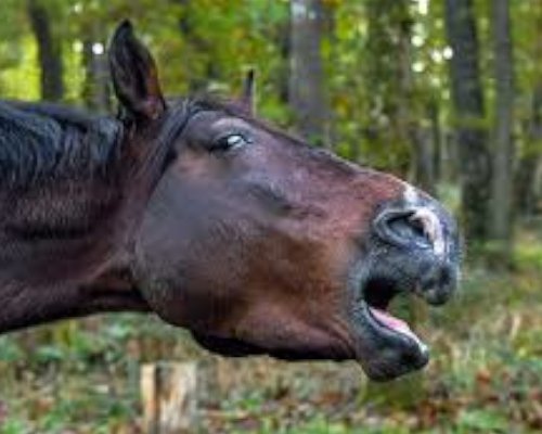 Why Is My Horse Coughing