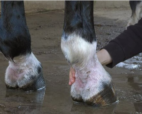 Mud Fever in Horses