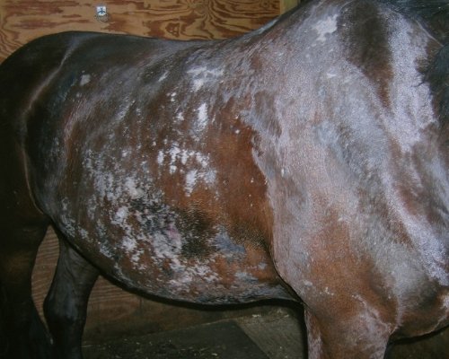 Sweet Itch in Horses: